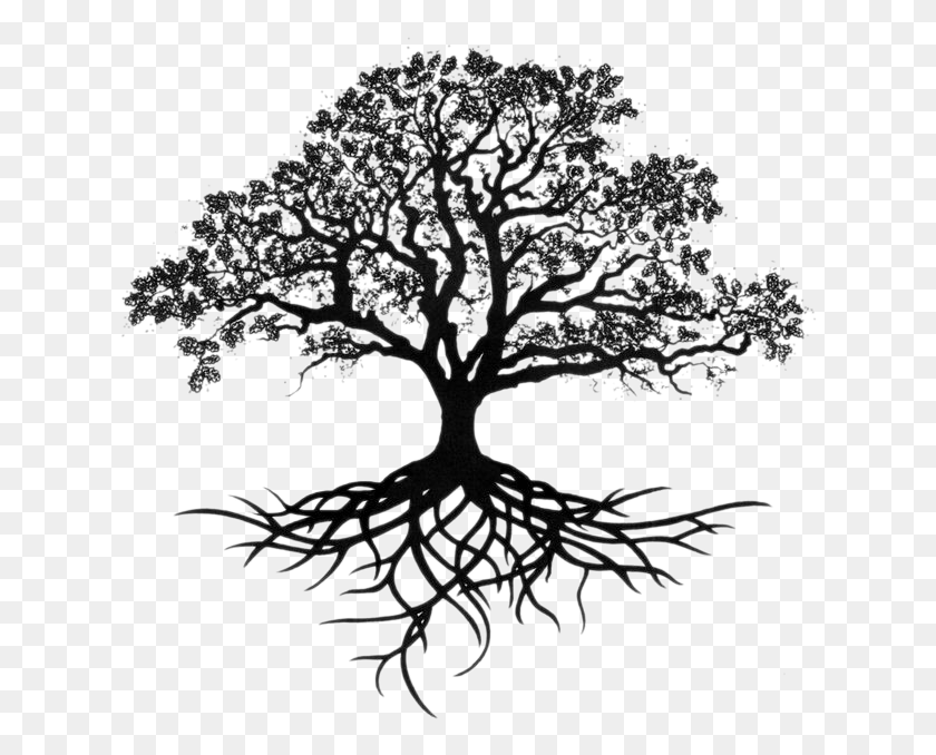 630x618 Tree Of Roots Transparent Transparent Background Oak Drawing, Plant, Root HD PNG Download