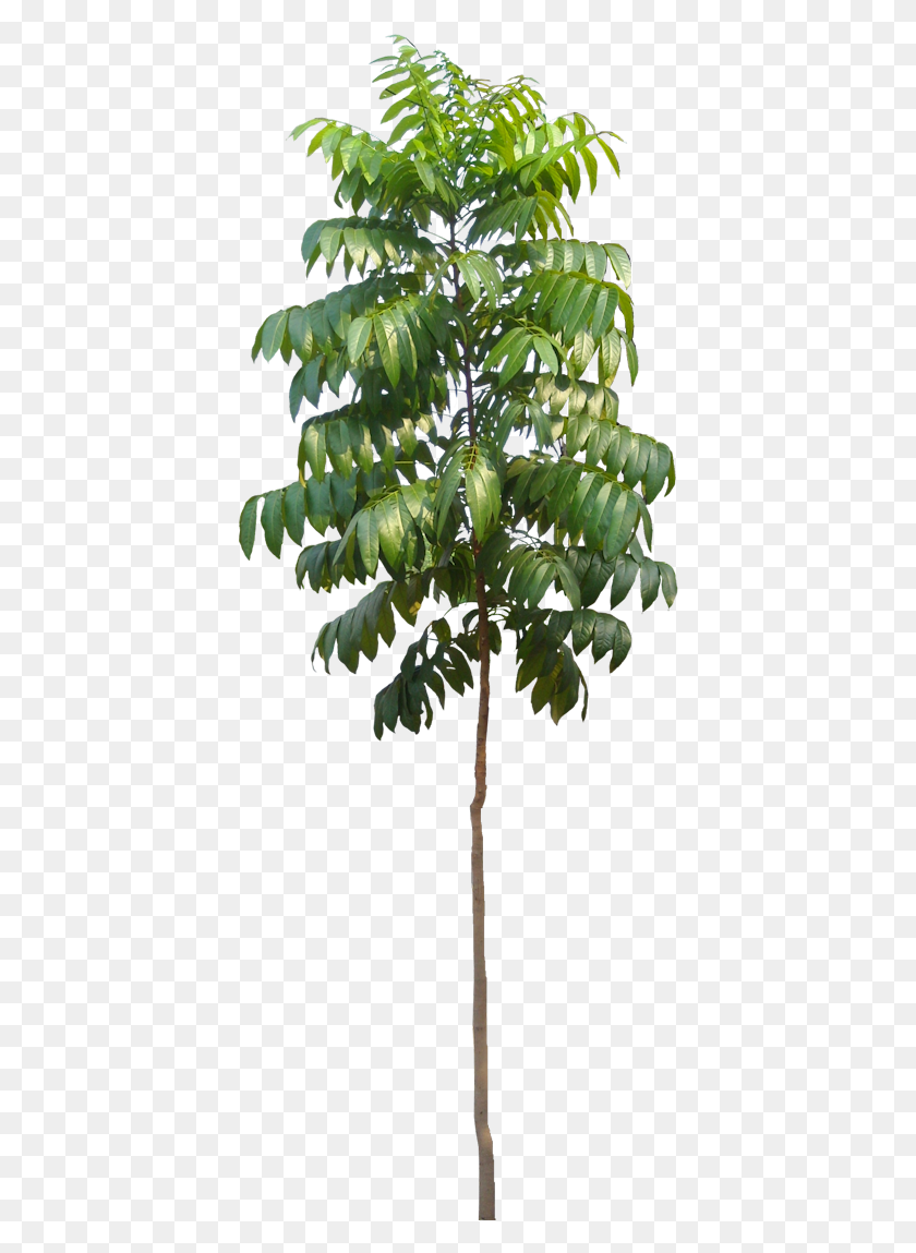 404x1089 Tree Photoshop Photoshop Brushes Tree Plan Autocad Gambel Oak, Plant, Vegetation, Leaf HD PNG Download
