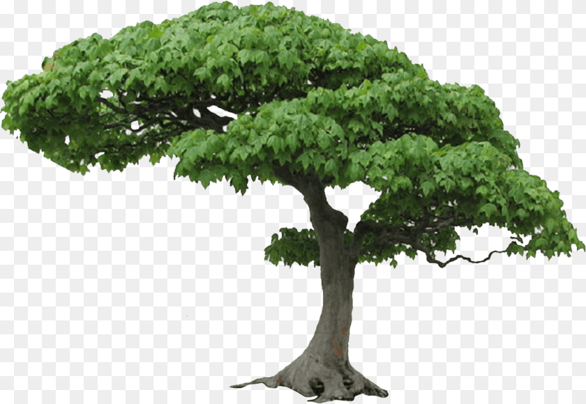 Tree Picture Tree Hd, Oak, Plant, Potted Plant, Sycamore PNG
