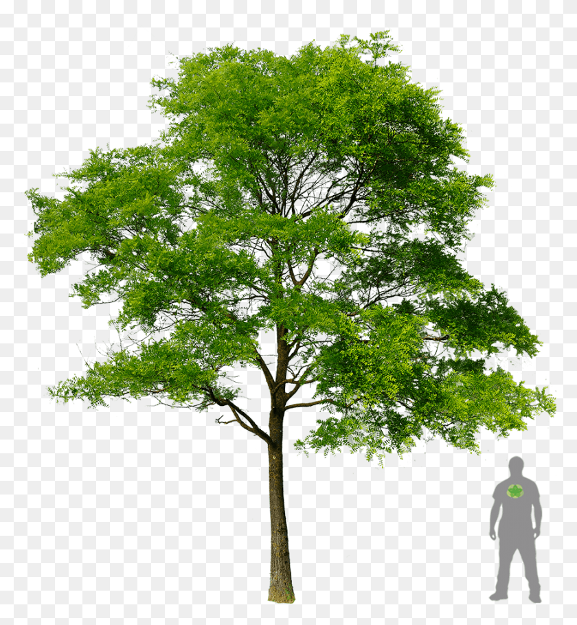 869x947 Tree Plant Plan Transprent Honey Locust Tree, Cross, Symbol, Tree Trunk HD PNG Download