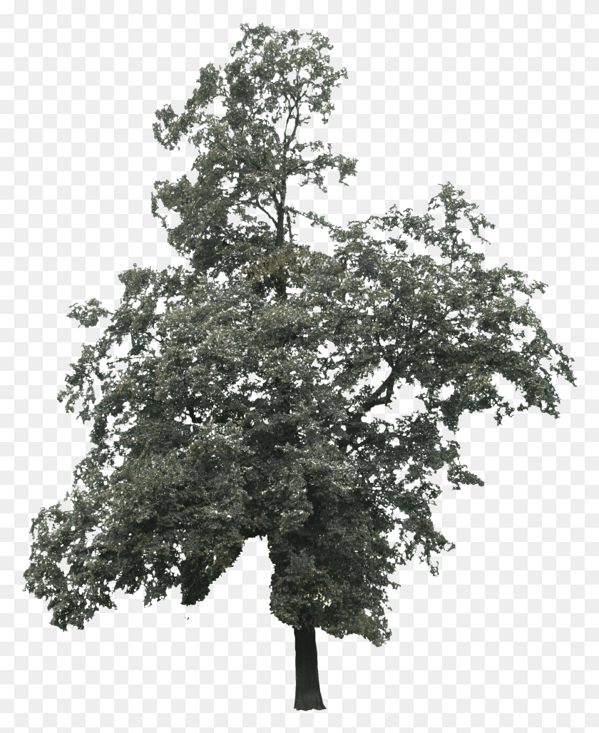 2028x2518 Png Дерево Пруд Сосна