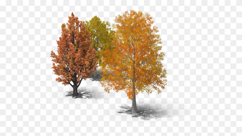 549x412 Tree Pruning And Tree Trimming Maple, Plant, Pineapple, Fruit HD PNG Download