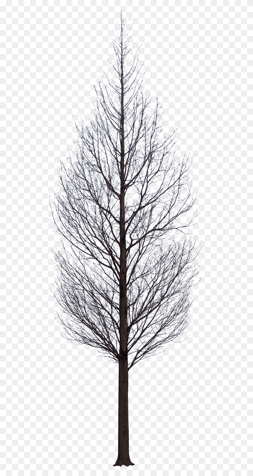 537x1520 Tree Psd Watercolor Trees Winter Trees Photomontage Tree Images Without Background, Plant, Nature, Ice HD PNG Download