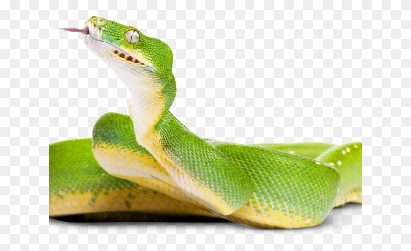 641x454 Tree Python Clipart Rat Snake Green Tree Python, Reptile, Animal, Green Snake HD PNG Download