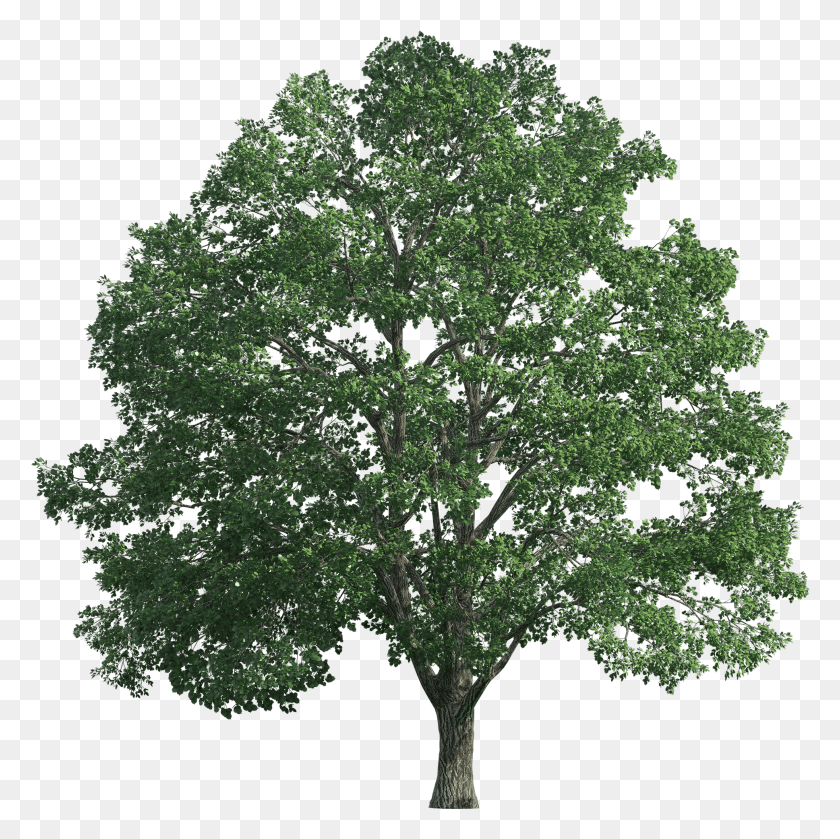 1937x1935 Tree Realistic Clip Art Chne HD PNG Download