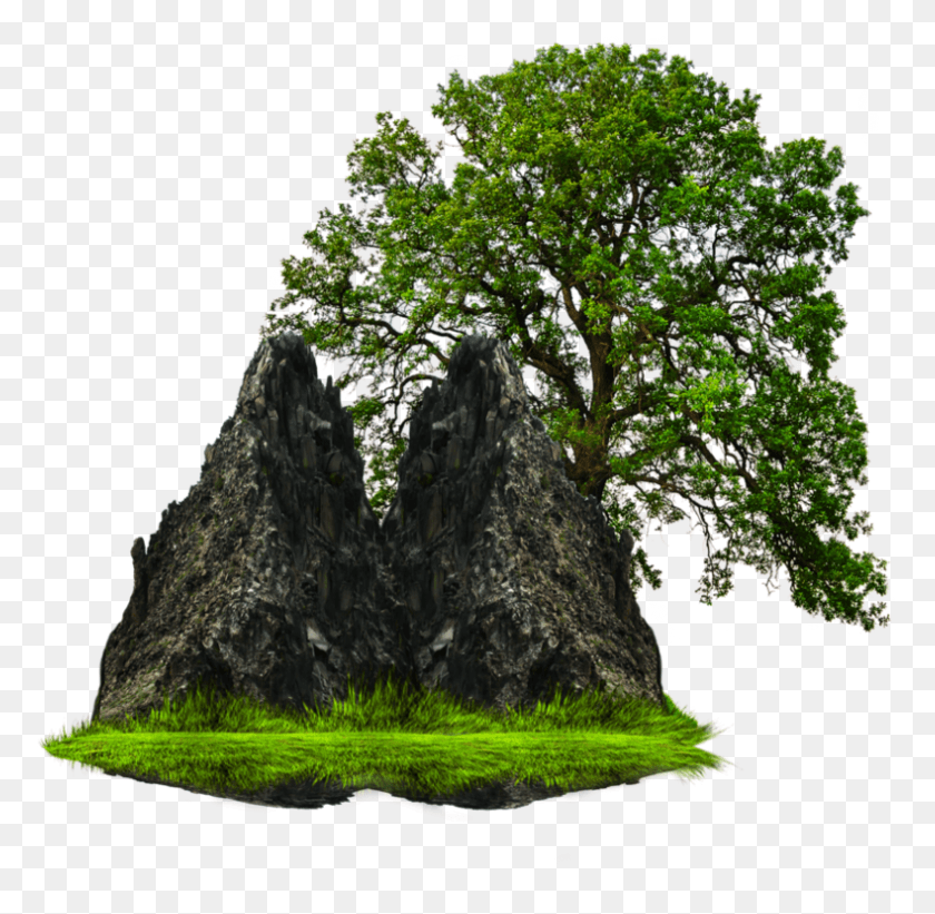 789x770 Tree Rock, Plant, Outdoors, Tree Trunk HD PNG Download