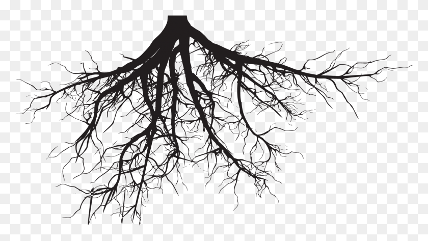 1563x828 Tree Roots Tree Roots Silhouette, Plant, Root, Food HD PNG Download
