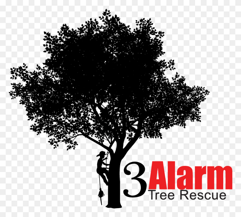 856x766 Tree Services Tree, Plant, Person HD PNG Download