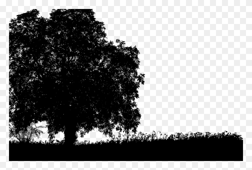 960x624 Tree Silhouette Landscape Trees Branches Nature Chanakya, Gray, World Of Warcraft HD PNG Download