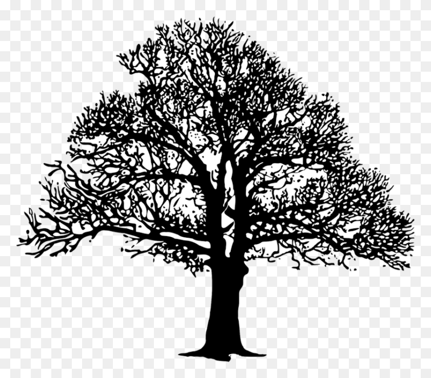 834x725 Tree Silhouette Oak Drawing Branch Bampw, Plant, Tree, Stencil HD PNG Download