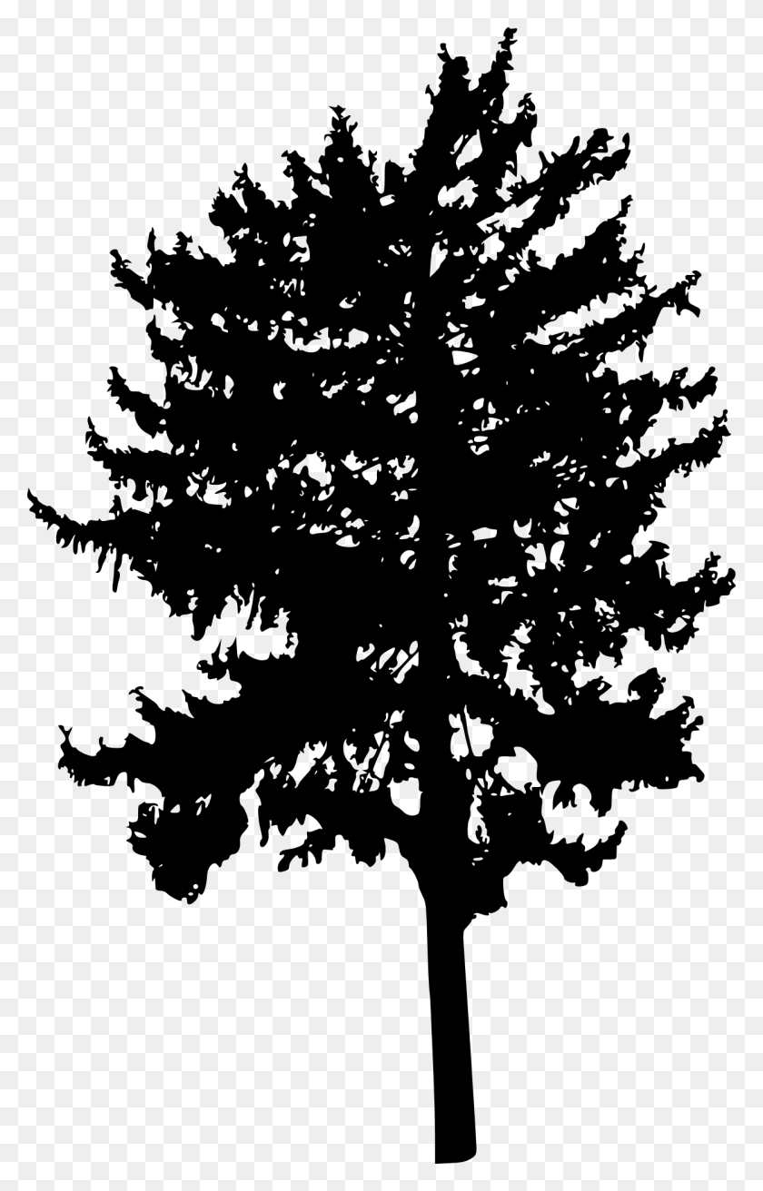 1246x2000 Tree Silhouettes Transparent Black And White Transparent Tree, Plant, Stencil HD PNG Download