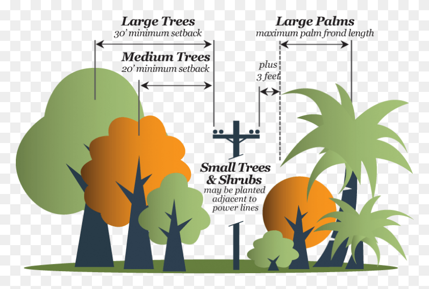 787x511 Tree Sizes Illustration, Poster, Advertisement, Flyer HD PNG Download