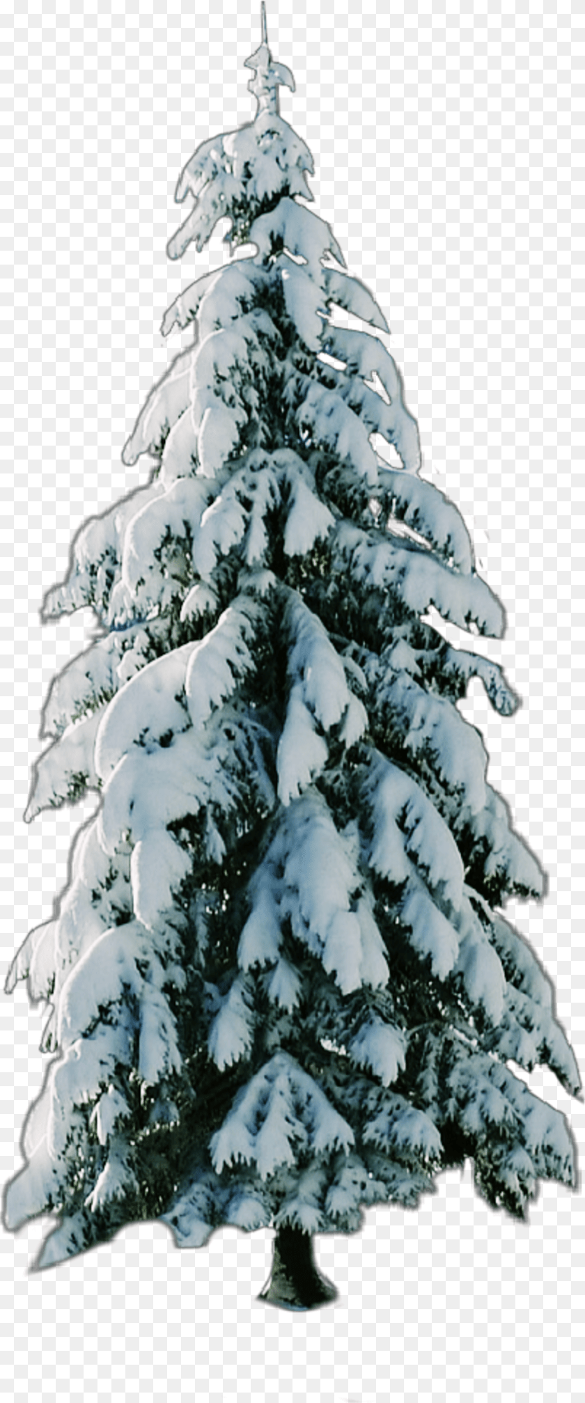 1024x2456 Tree Snow Christmastree Snow, Fir, Plant, Pine, Adult Clipart PNG