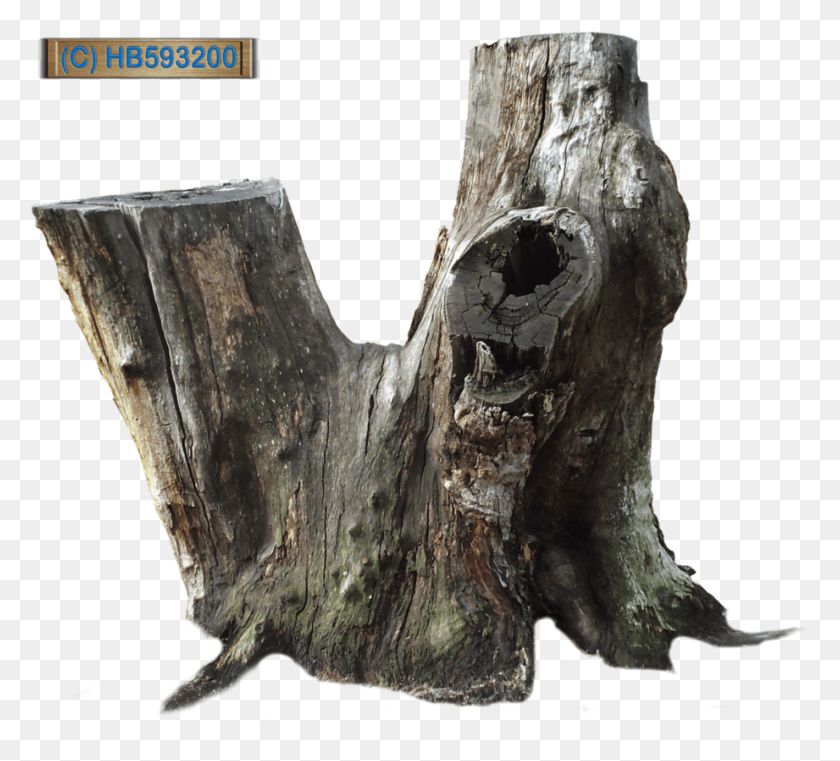 921x828 Tree Stump Old Tree Stump, Wood, Hole HD PNG Download