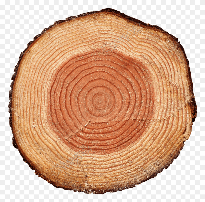 913x903 Tree Stump Stump With Transparent Background, Wood, Lumber, Fungus HD PNG Download
