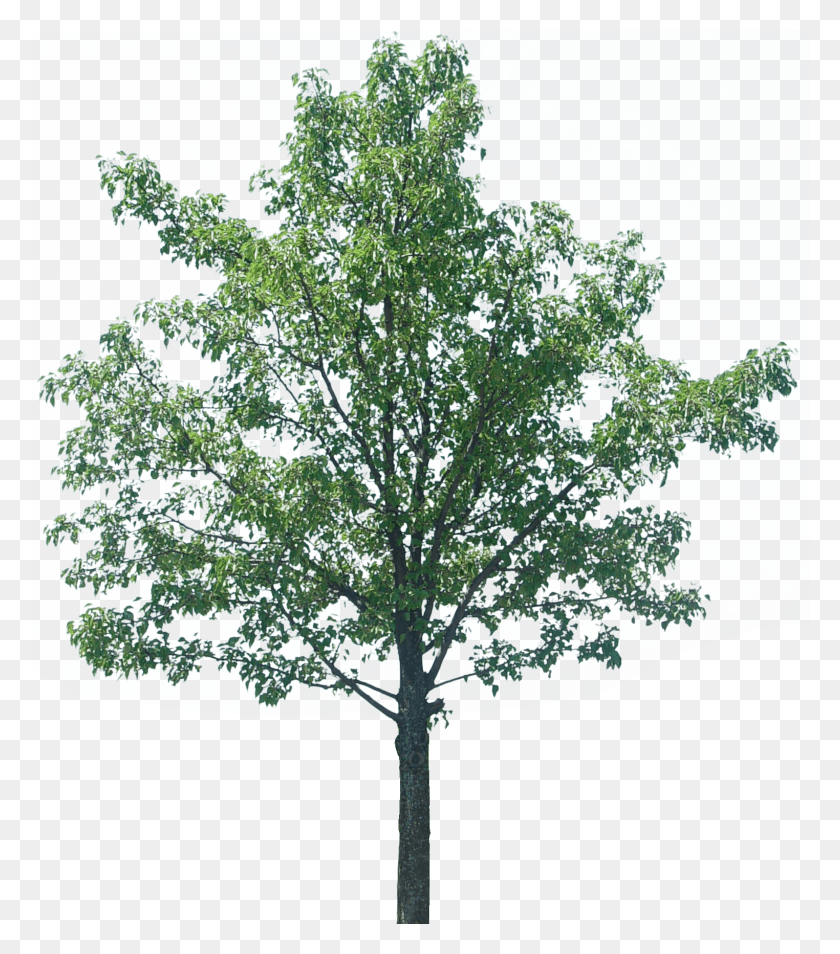 1524x1748 Дерево Текстура, Растение, Дуб, Явор Hd Png Скачать