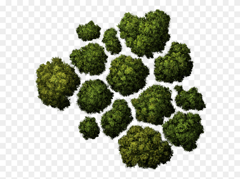 612x566 Tree Top Trees From Above, Plant, Moss, Vegetable HD PNG Download