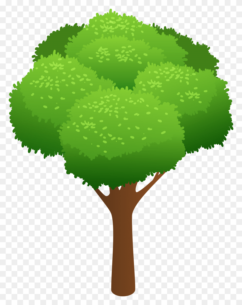 6183x7918 Tree Transparent Clip Art Image, Green, Plant, Vegetable HD PNG Download