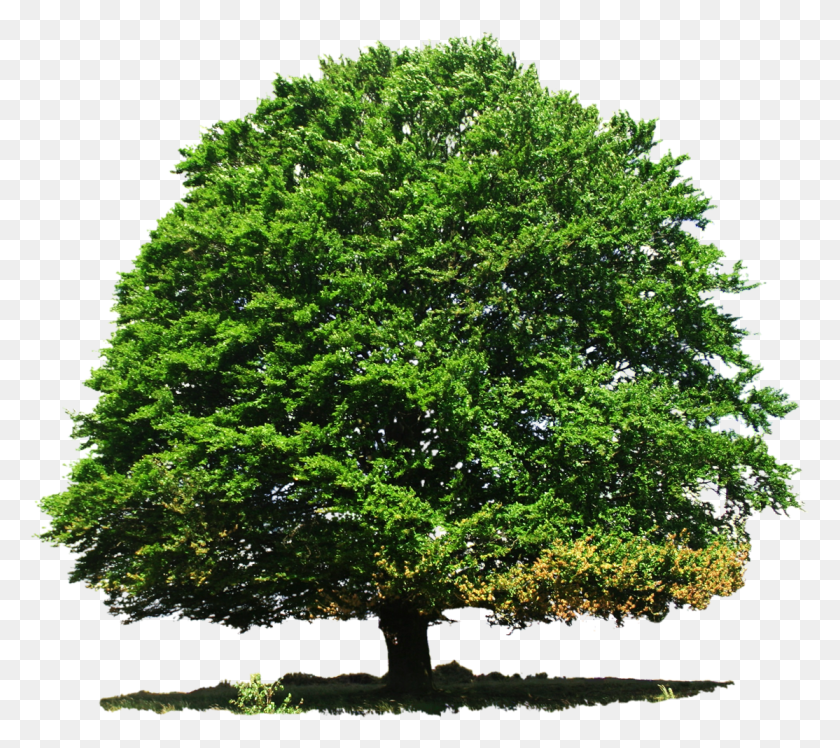 1114x983 Tree Transparent Image Tree, Plant, Maple, Tree Trunk HD PNG Download