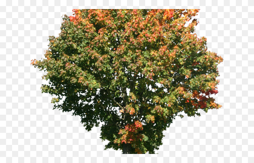 640x480 Дерево, Куст, Растительность, Растение Png Скачать