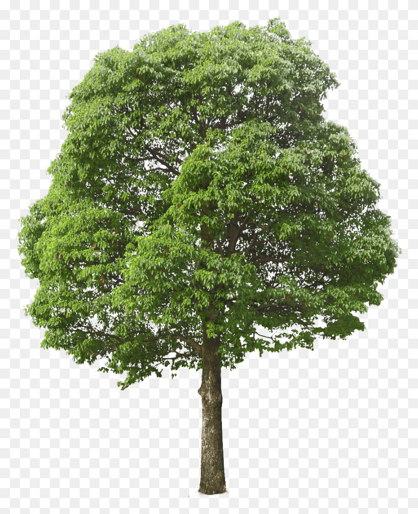 868x1082 Tree Tree, Plant, Tree Trunk, Oak HD PNG Download