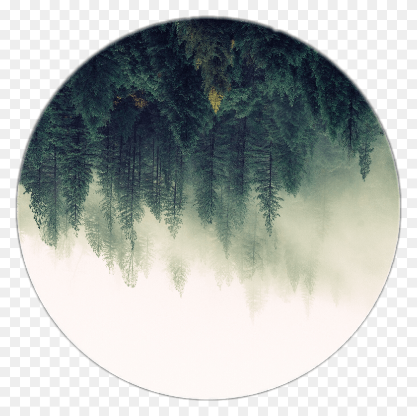 1024x1023 Tree Trees Forest Forrest Moon Nature Editfreetoedit Circle, Outer Space, Night, Astronomy HD PNG Download