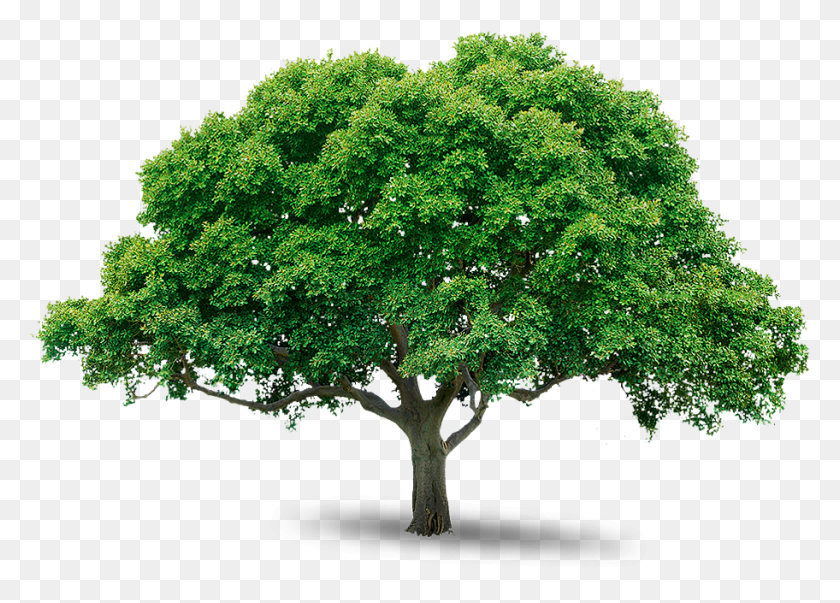 912x635 Tree Trees Free, Plant, Cross, Symbol HD PNG Download