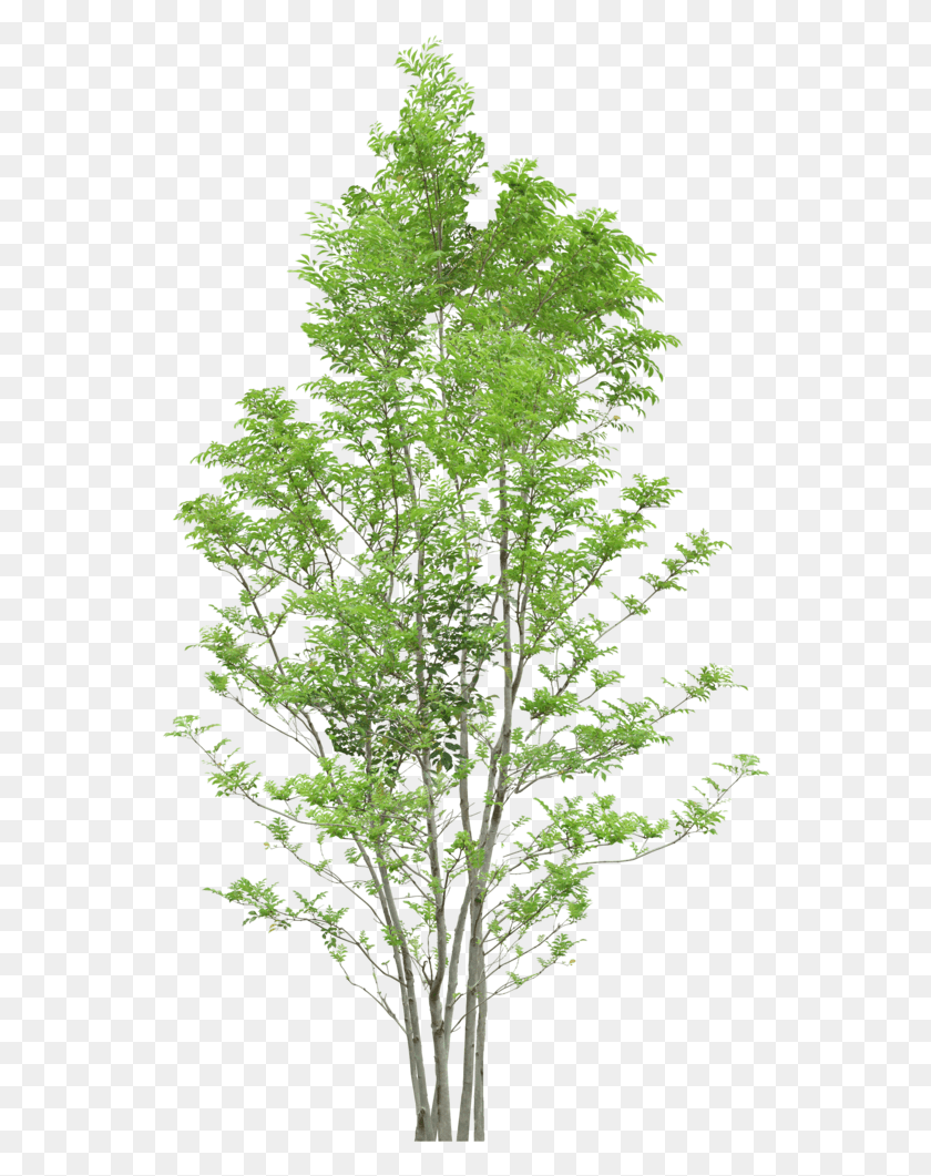 550x1001 Tree Trees Free Tree, Plant, Maple, Conifer HD PNG Download