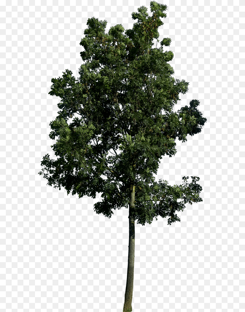 Tree Trees Nature 48png Snipstock Trees, Plant, Tree Trunk, Vegetation, Conifer Transparent PNG