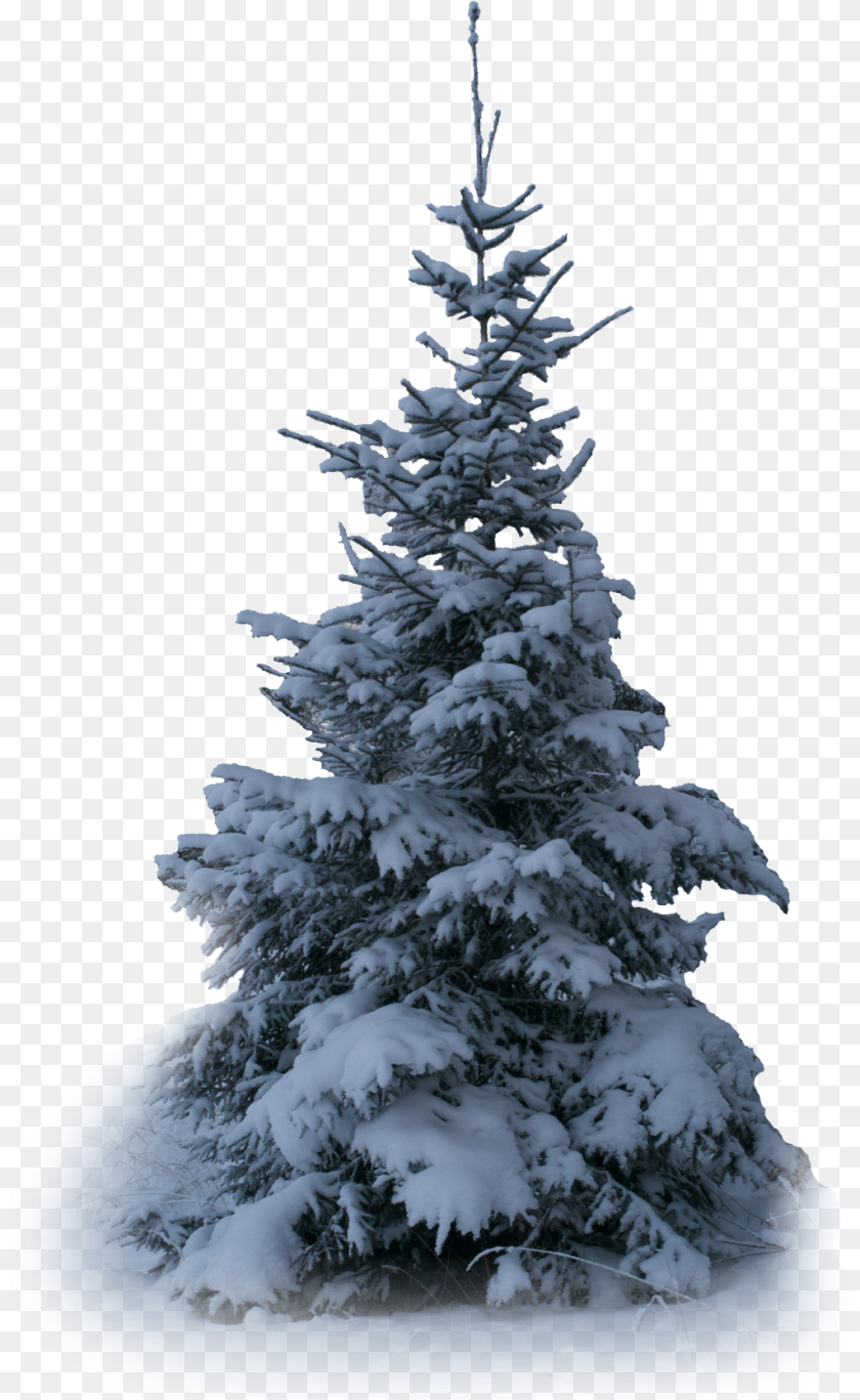 Tree Trees Winter Snow Terrieasterly Christmas Tree, Fir, Pine, Plant, Ice PNG