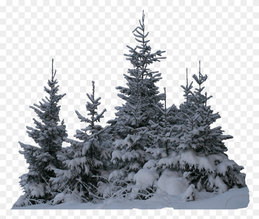 894x747 Tree Trees Winter Snow Terrieasterly Snow On Trees, Plant, Fir, Abies HD PNG Download
