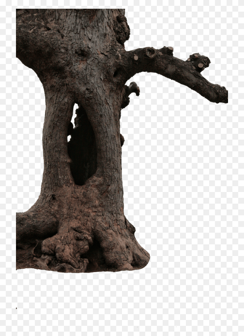 730x1095 Ствол Дерева Большое Дерево, Растение, Слон, Дикая Природа Hd Png Скачать