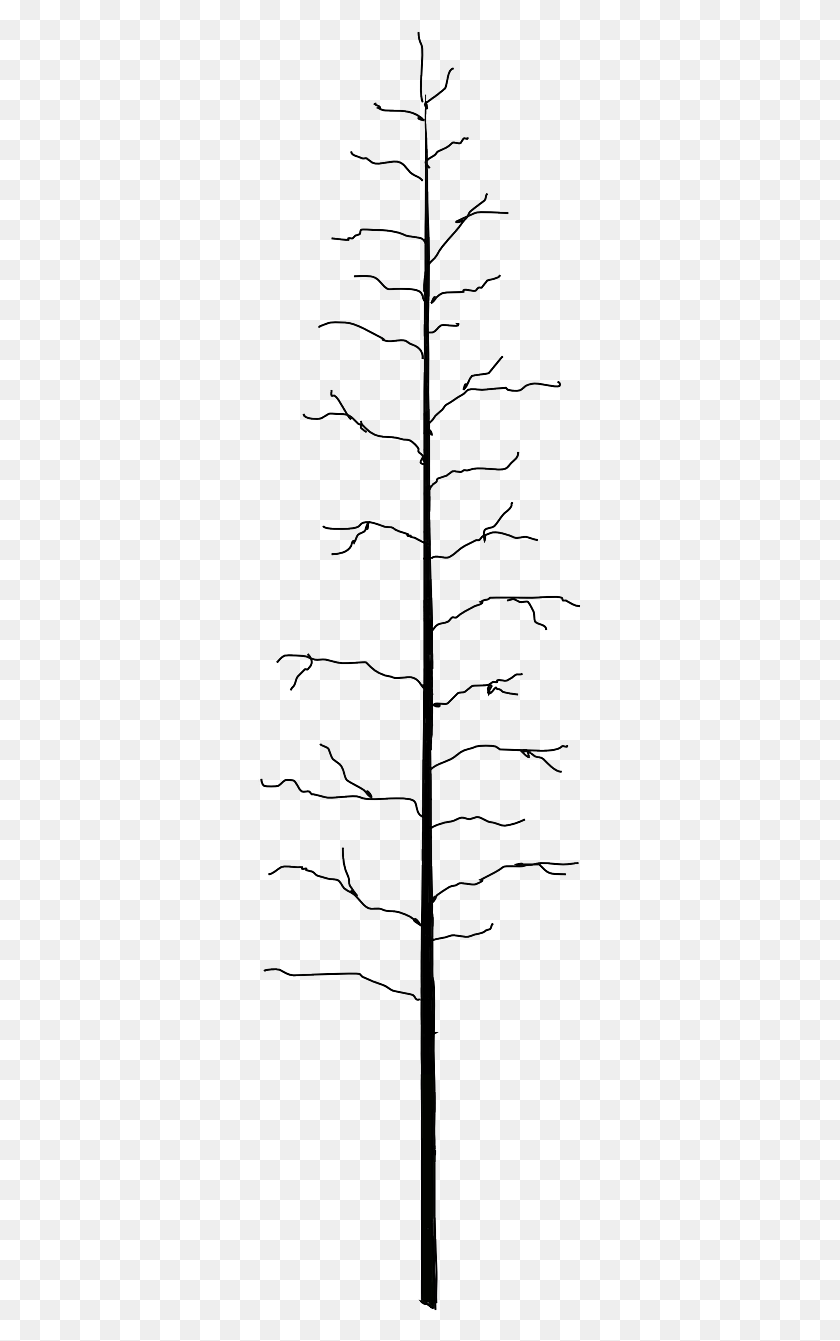 326x1281 Ствол Дерева Мертвое Голое Лицо Голое Изображение Дерево, Растение Hd Png Скачать
