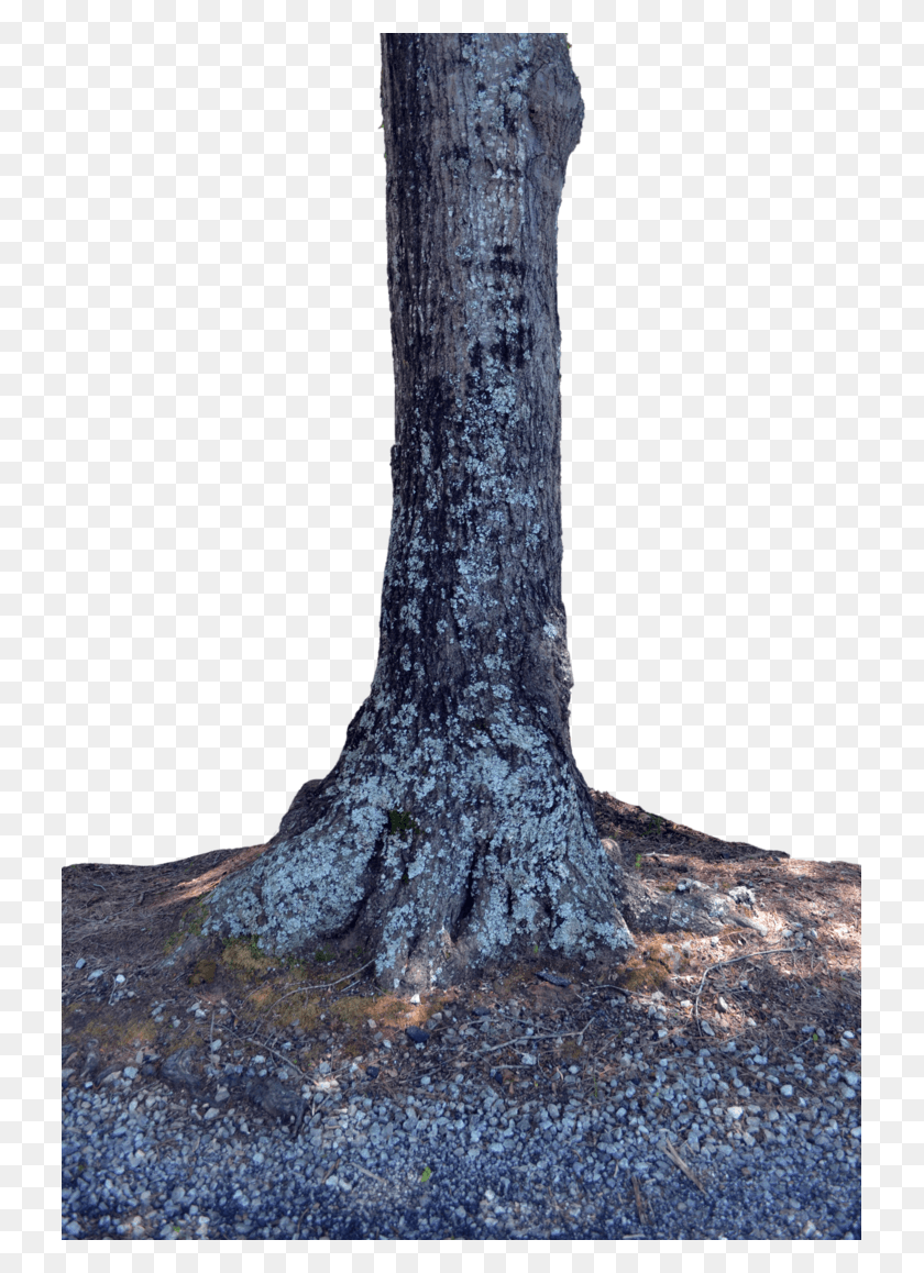 727x1098 Tree Trunk Trunk, Plant, Tree, Root HD PNG Download