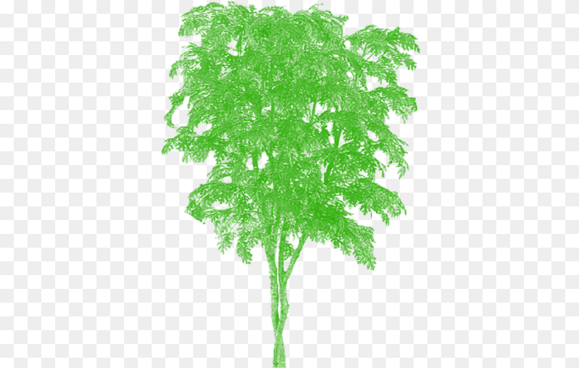 381x535 Tree Vector Plan Tier3xyz Japanese Oak Tree, Green, Leaf, Moss, Plant Sticker PNG