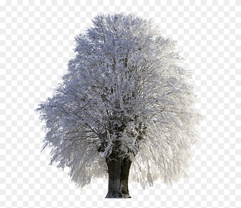 613x665 Tree Winter Wintry Snow Cold Frost Frozen Snow Wallpaper Portrait, Ice, Outdoors, Nature HD PNG Download