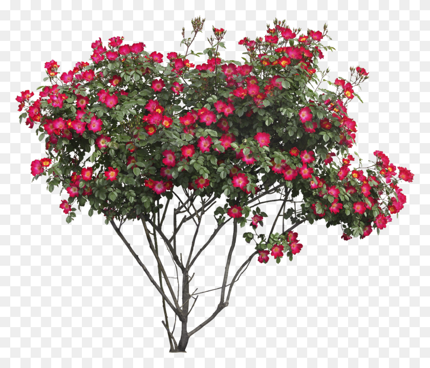 1311x1110 Tree With Flowers, Plant, Geranium, Flower HD PNG Download