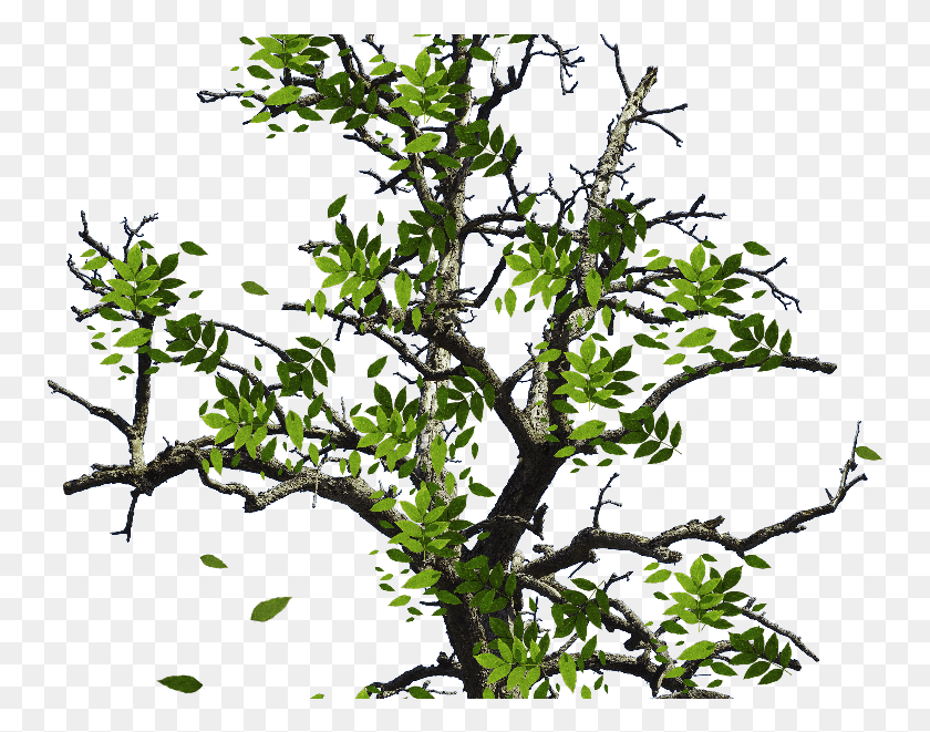 755x601 Дерево С Зелеными Листьями Изолированный Объект Ветка Дерева С Листьями, Растение, Животное, Птица Png Скачать