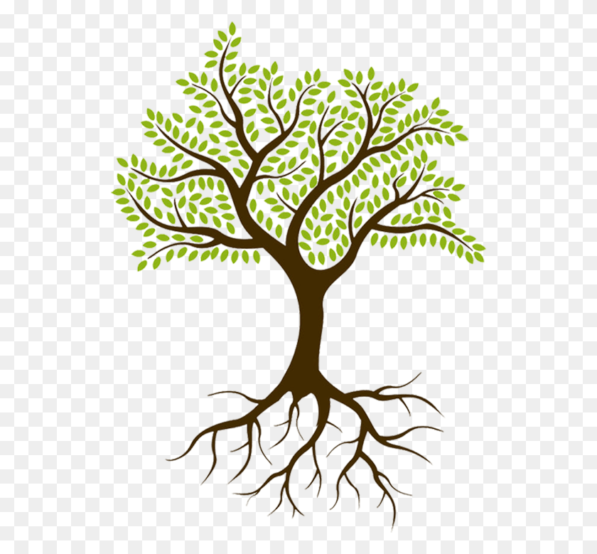 528x719 Tree With Roots No Background, Plant, Root HD PNG Download