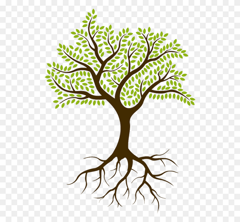 528x719 Descargar Png / Árbol Con Raíces Sin Fondo, Planta, Raíz Hd Png