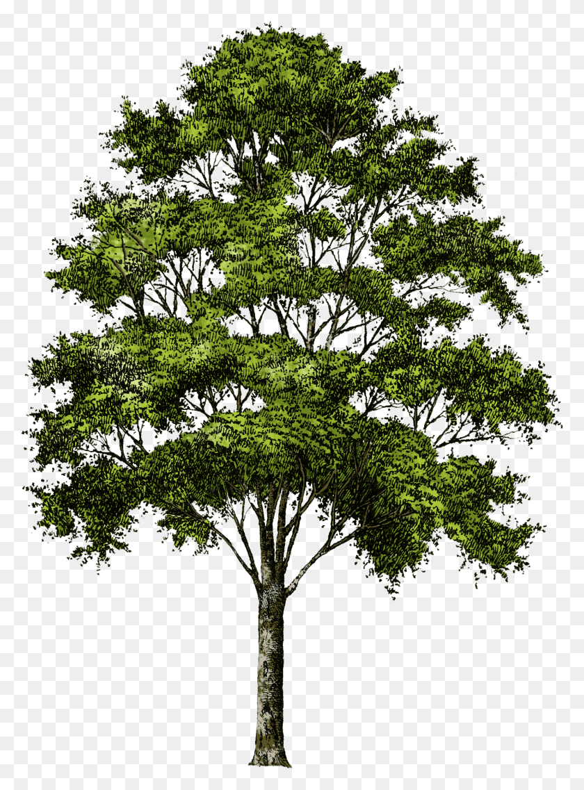 1470x2031 Tree Without Background, Plant, Tree Trunk, Cross HD PNG Download