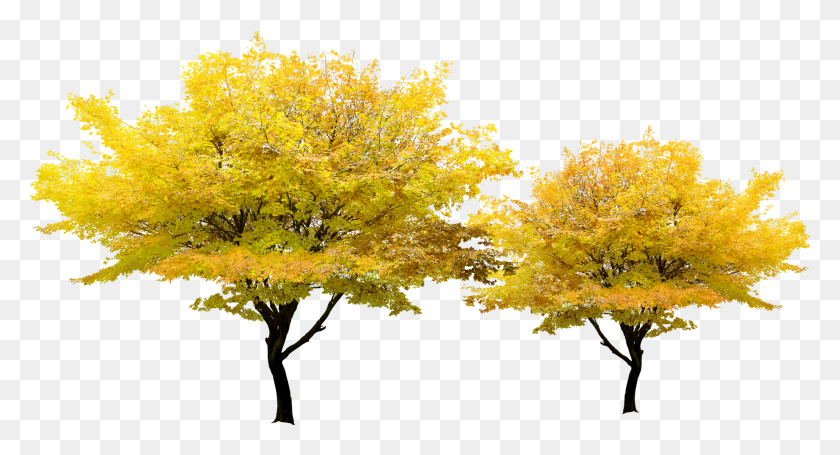 2020x1024 Tree Yellow Pixel Transparent Maple Tree, Plant, Leaf HD PNG Download