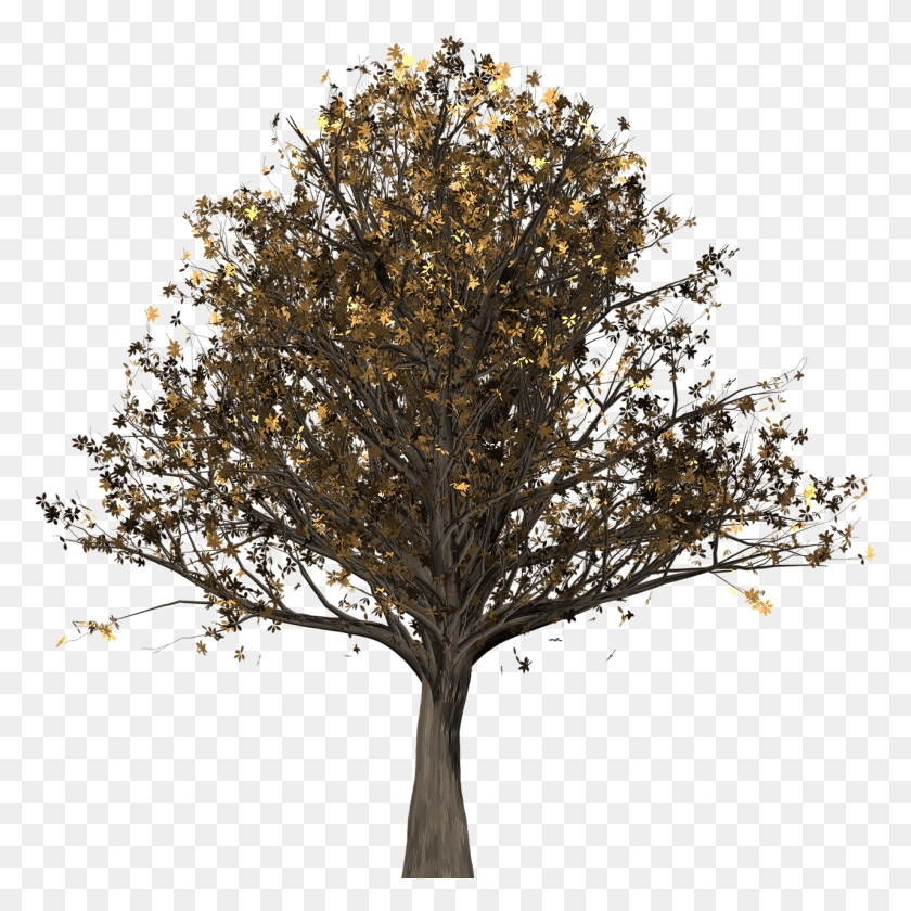 1280x1280 Treeoakoak Leavesfall Colors Oak, Tree, Plant, Tree Trunk HD PNG Download