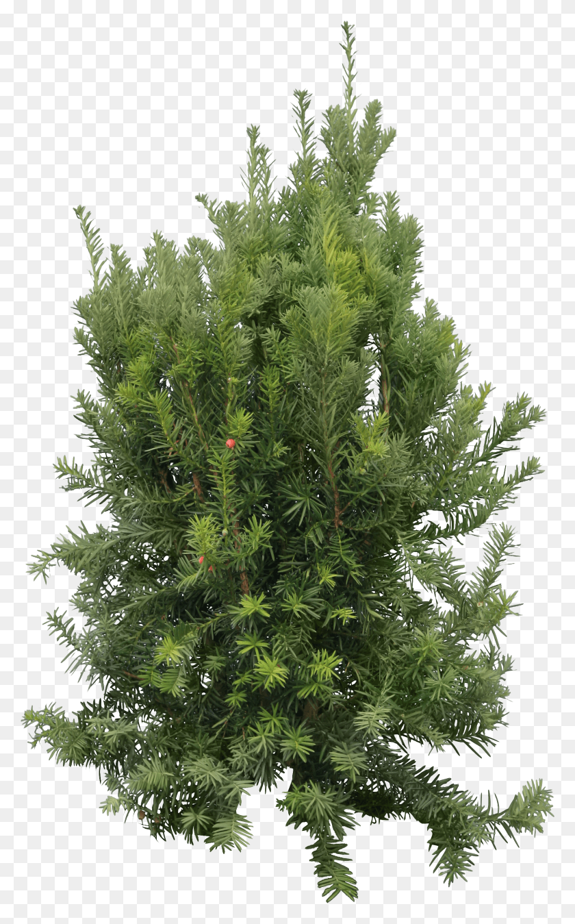 1721x2846 Tree.png Hd Png Descargar