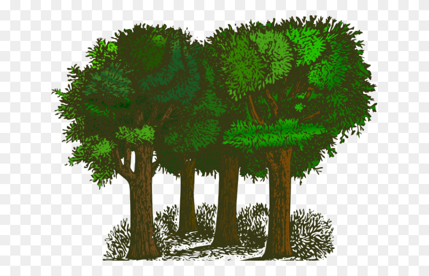 640x480 Деревья Клипарт, Растение, Дерево, Растительность Hd Png Скачать