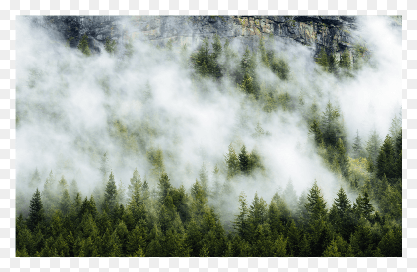973x609 Деревья Туман Облака Рок Фон Наложение Коротколистная Черная Ель, Природа, На Открытом Воздухе, Погода Hd Png Скачать