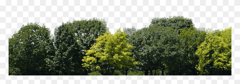 1160x350 Trees Group Of Trees, Vegetation, Plant, Tree HD PNG Download