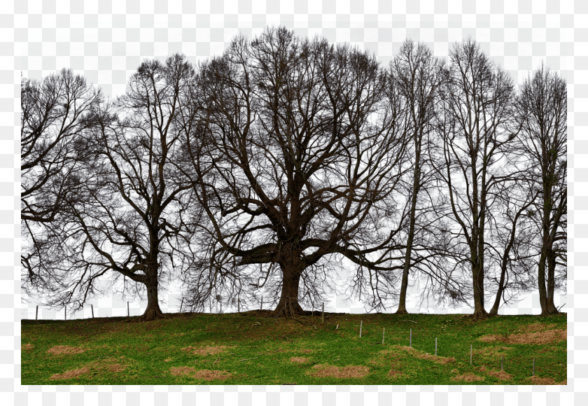 960x640 Trees Grove Of Trees Meadow Isolated Nature Oak, Tree, Plant, Tree Trunk HD PNG Download
