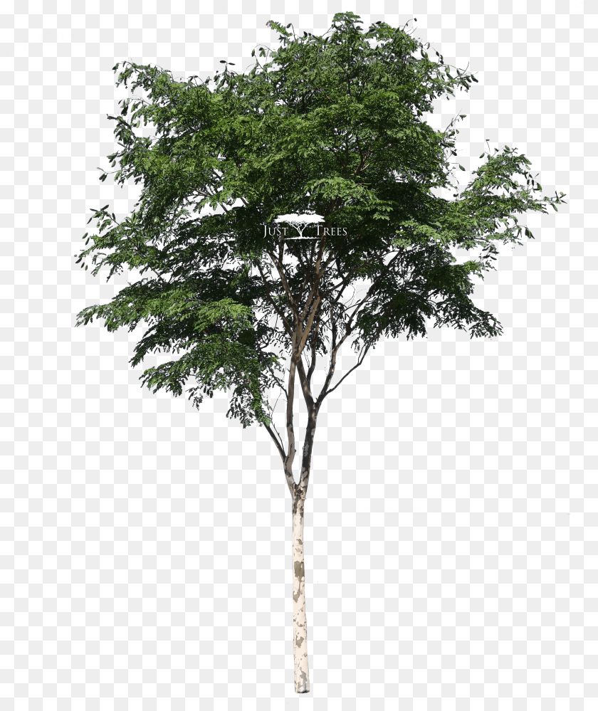 2881x3426 Trees No Background Acacia Tree Transparent PNG