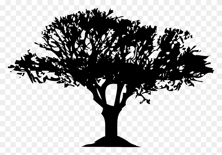 1725x1170 Trees Silhouette Silhouette, Plant, Tree HD PNG Download